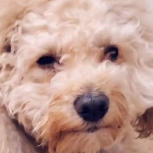 Meet your Posher, Ian